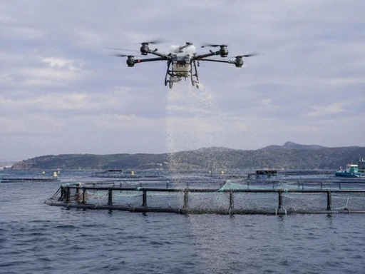 Drone distributing pellet feed above an aquaculture cage in Nova Scotia