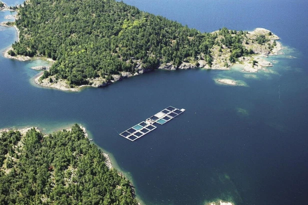 Linked rectangular fish cages in open water between wooded islands