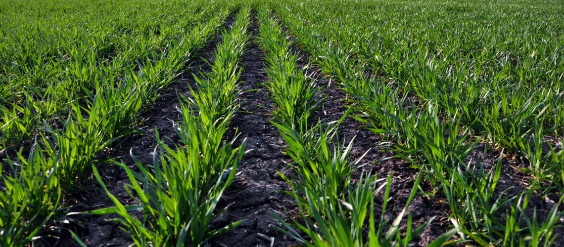 Rows of young winter wheat with exposed soil between the plants.