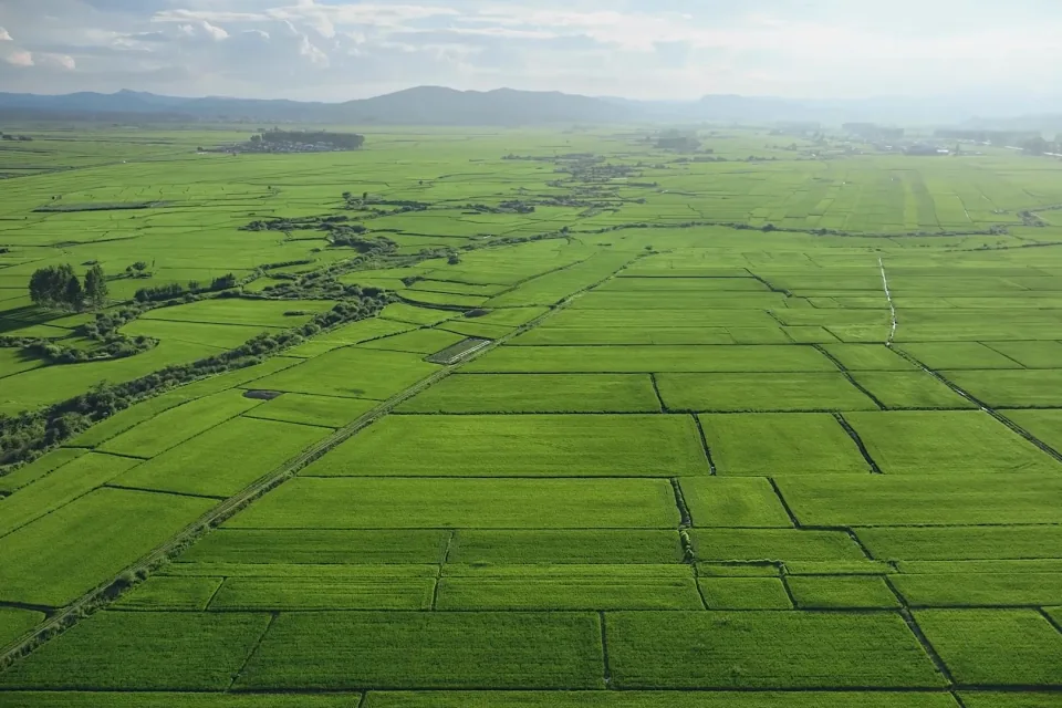 Aerial view of green fields of varied shapes, divided by tracks and vegetation.