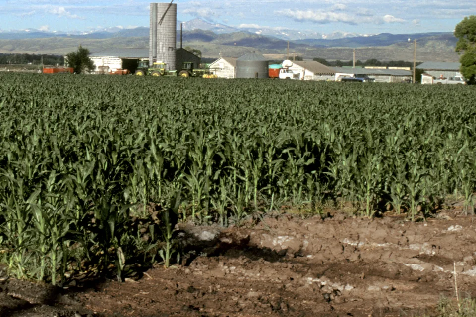 Standing corn in a field with farm buildings in the background.