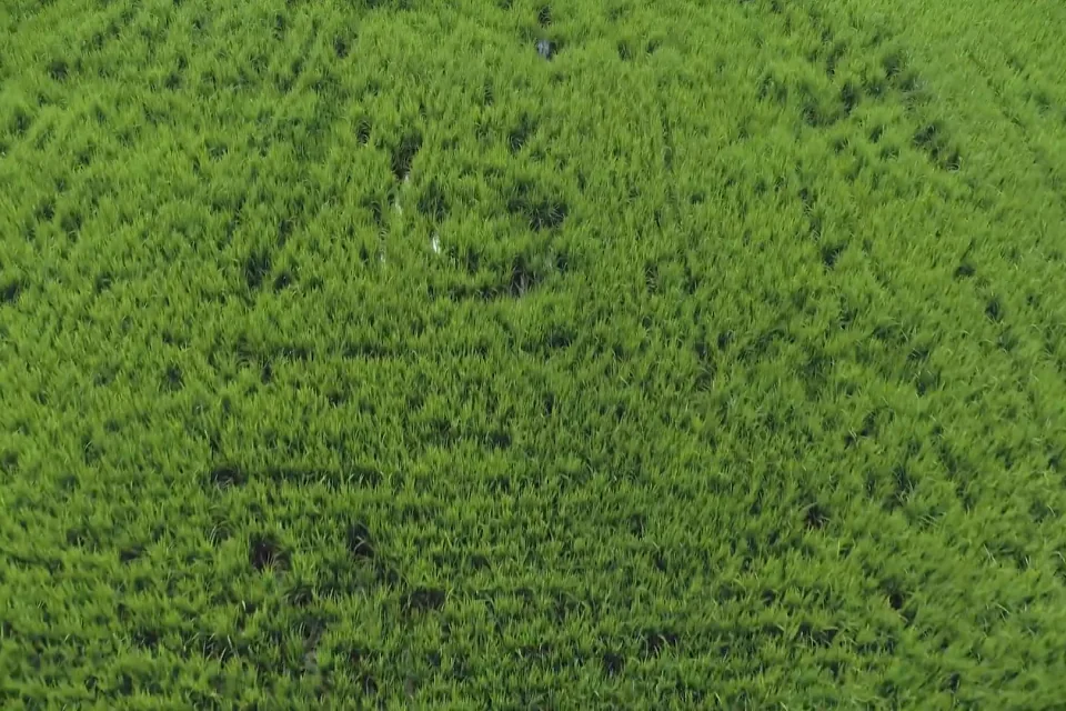 Overhead view of a crop canopy with patches of uneven growth.