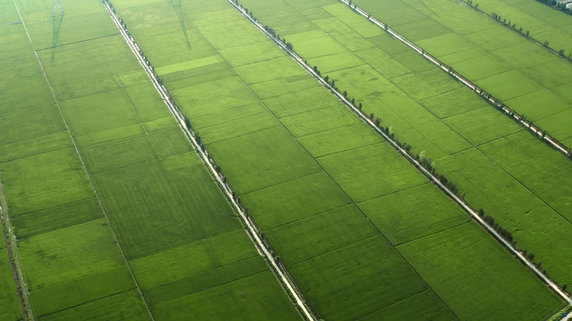 Aerial photograph of green crop fields divided by narrow boundaries and tree-lined access roads.
