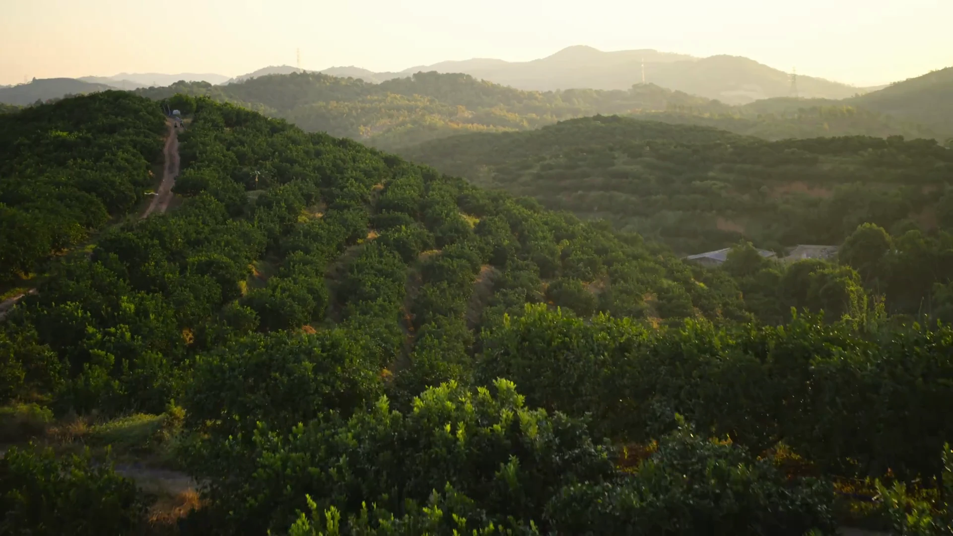 Rows of orchard trees showing their form, canopies and spacing.
