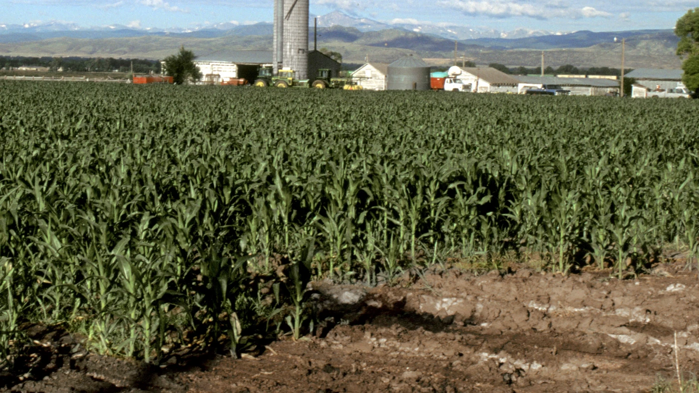 A defined section of an agricultural field.