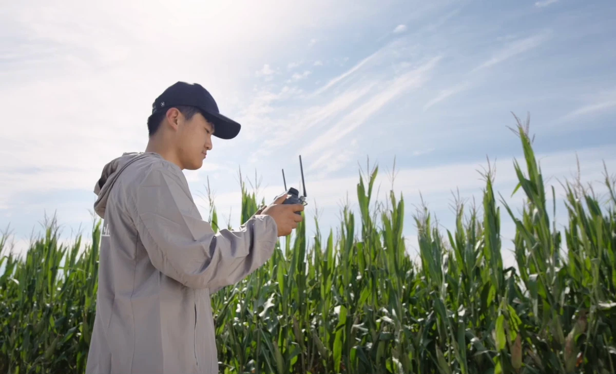 An operator wearing a cap reviews a handheld DJI controller beside a corn field.