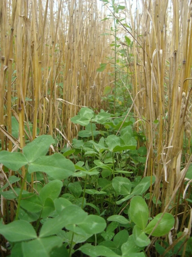 Ground-level crop detail from supplied field material