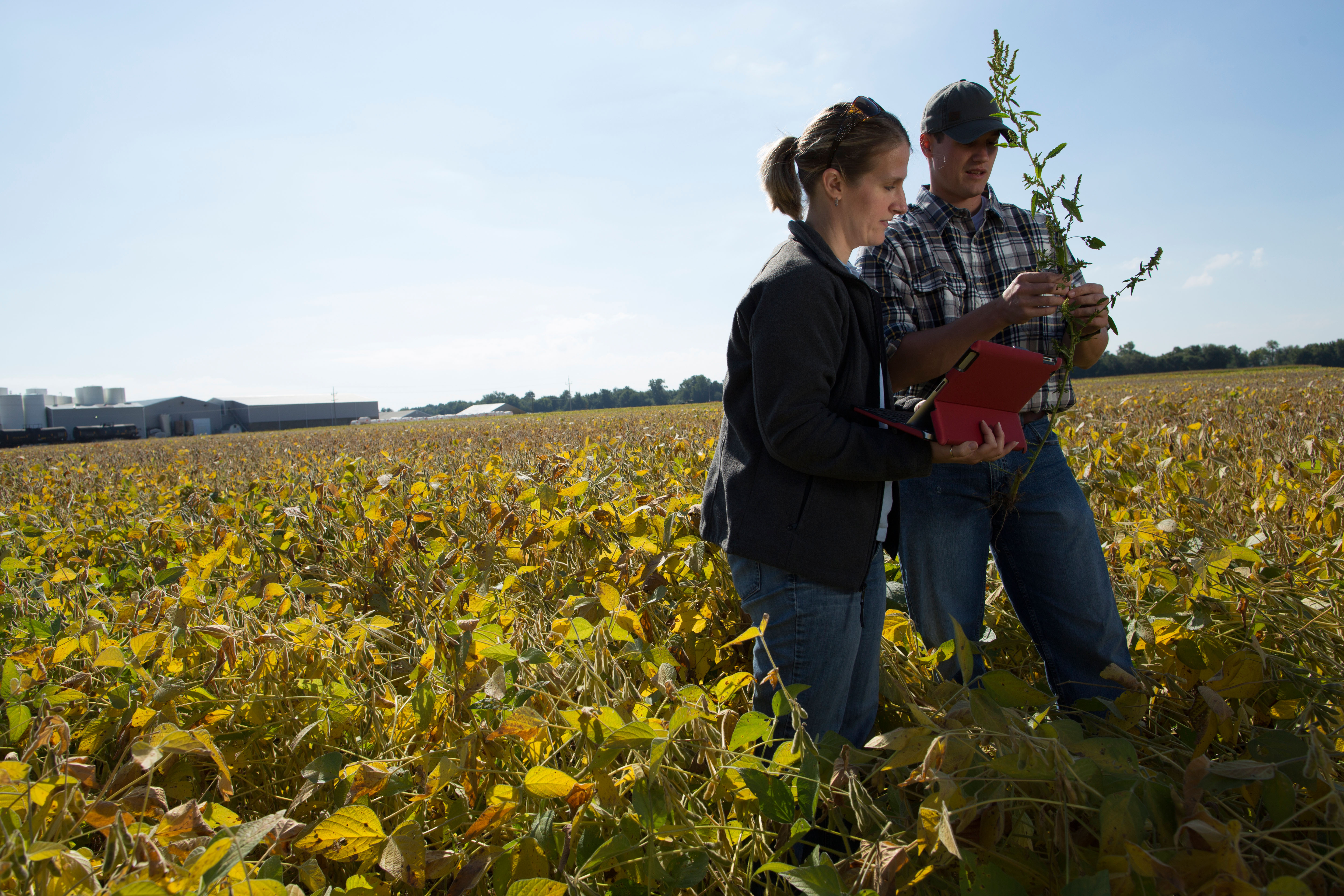 An agronomist and farmer inspecting a weed in a soybean field, with a tablet for recording observations