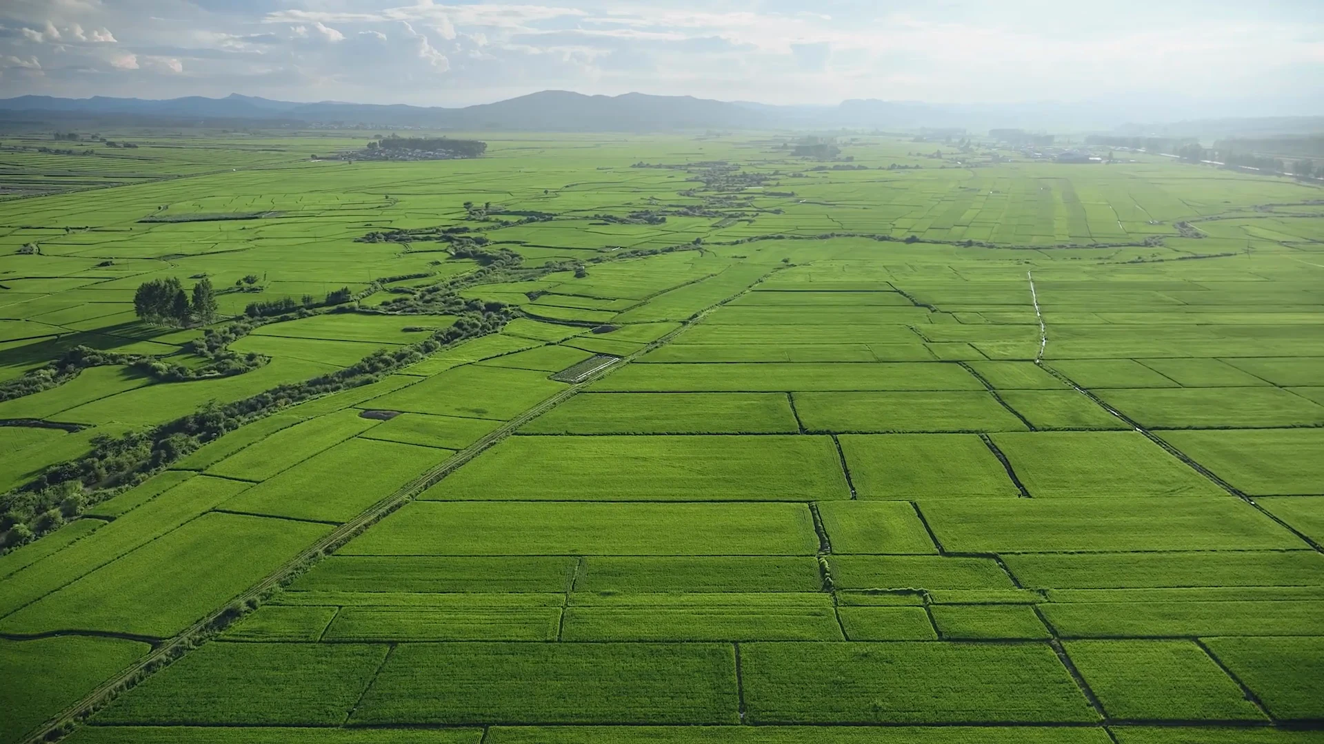 An aerial view of agricultural fields and their boundaries.