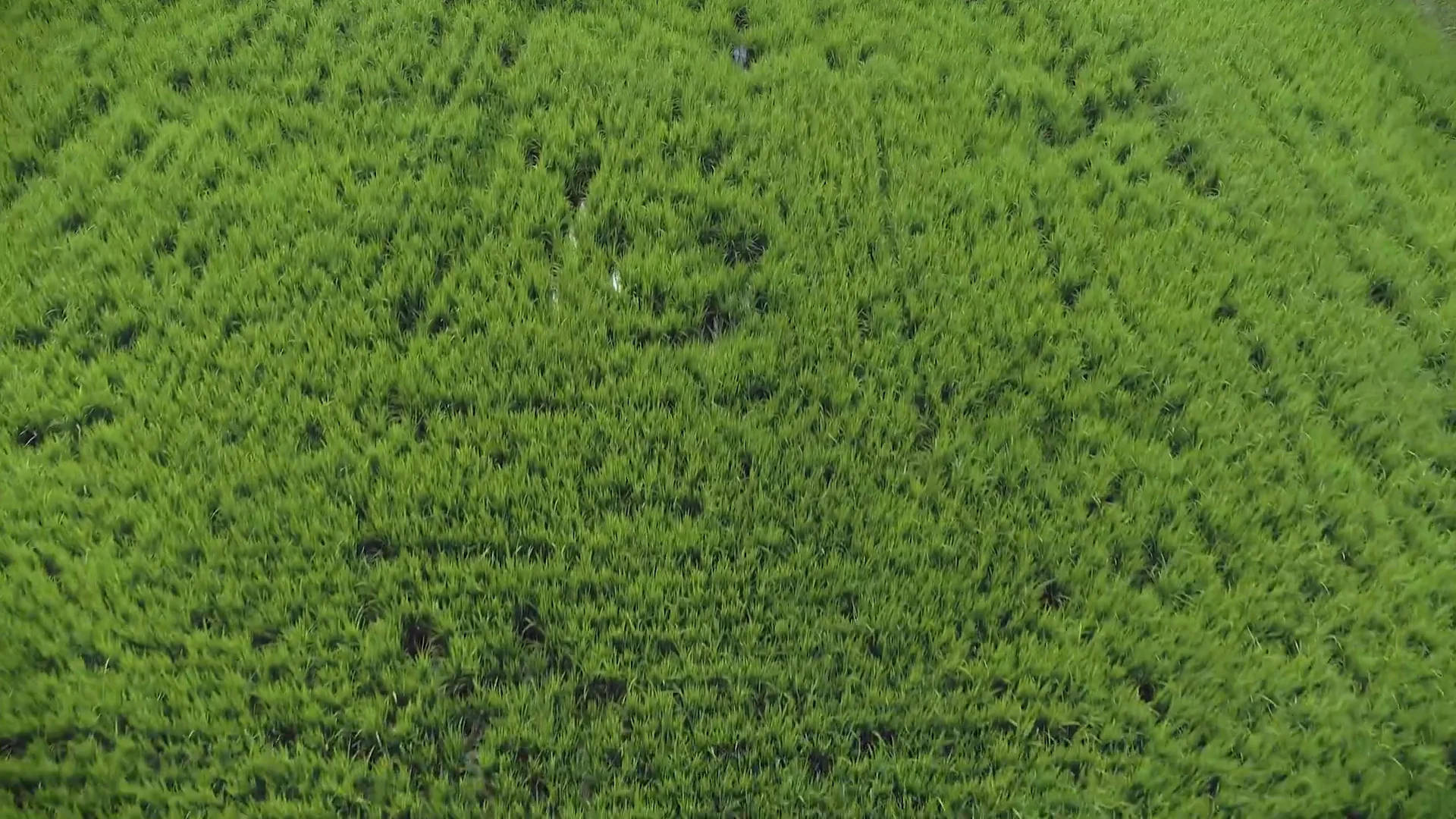 Real field photography showing variation in crop canopy, from DJI manufacturer footage.