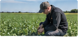 Reference illustration of a person inspecting crops in the field