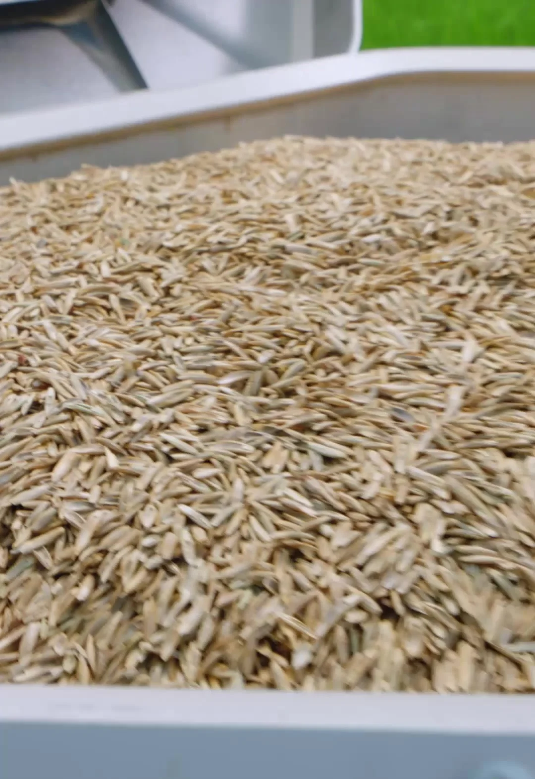 Cover crop seed